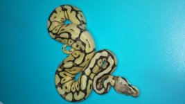 MIKES SNAKES 367.jpg MIKES SNAKES 367.jpg