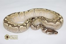 Bamboo(pimp)F7-700g$3500.jpg