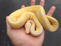 PastelCandinoF7-240g- %650-2.jpg