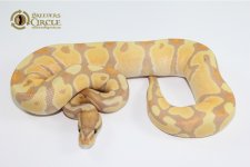 BananaEnchiM89-300gA+++ $650.jpg