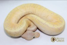 BananaLemonBlastM20-175g-$495.jpg