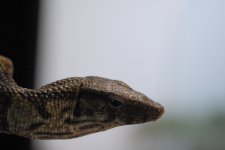 DSC_1175.jpg