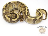 Enchi_Fire_Female_1225.JPG