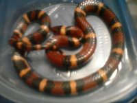 scarlet orange.jpg