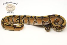Enchi_Honey_male_1210.JPG