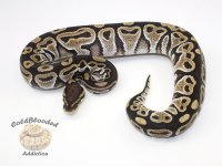Honey_HRA_Female_1222.JPG