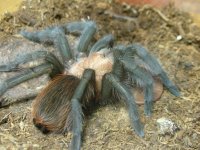 A_anax_2_3-29-7.jpg
