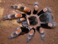 smithi.jpg
