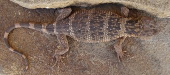 X.platycepsmale.jpg