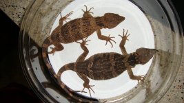 x.platycepsad.jpg