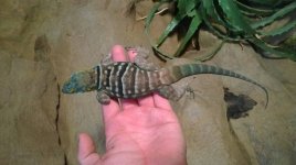 Baja Blue Adult Male.jpg