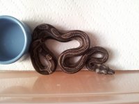 Motley Het Eclipse boa 2015.jpg
