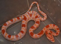 albino male 30g.jpg