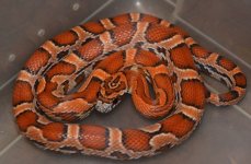 sunkissed female #1  30g.jpg