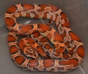 sunkissed female #2  30g.jpg