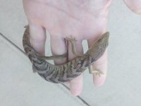 ophiurusfemalebrown.jpg