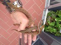 ophiurusgroupredsbrown.jpg