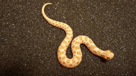 2015 albino conda male 041.jpg