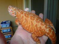 Female Hypo Leatherback het Trans 001.jpg
