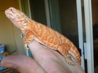 Female Hypo Leatherback het Trans 003.jpg