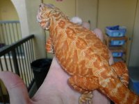 Female Hypo Leatherback het Trans 005.jpg