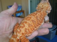 Female Hypo Leatherback het Trans 008.jpg