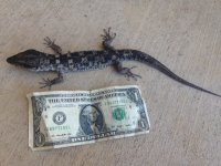 lepidophyaocculardollar.jpg
