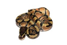Enchi.JPG