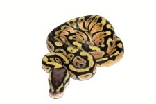 Pastel Enchi.JPG