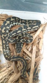 Male5b.jpg
