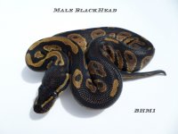 Edited male blackhead.jpg