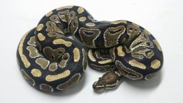 female mocha f2.jpg