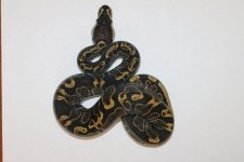 GHI male 60b.jpg