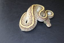 Jigsaw het clown male 35b.jpg