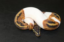 Pied female 18b.jpg