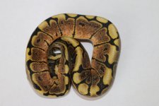 GHI Spider male 48b.jpg