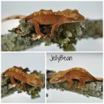 JellyBean0715.jpg