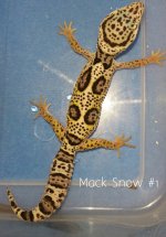 Mack Snow 1.jpg