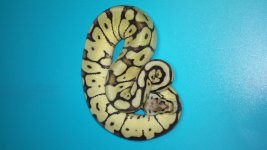 MIKES SNAKES 244.jpg