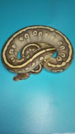 MIKES SNAKES 226.jpg