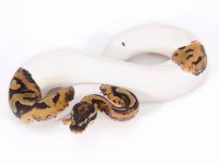 pied example.jpg