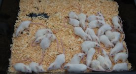 Weaned Mouse.jpg