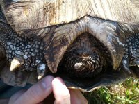 FemaleSulcata.jpg