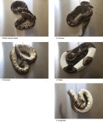 atlsnakes.jpg