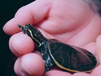fl softshell 3.jpg