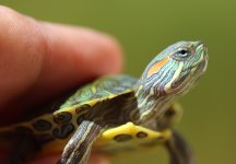 red eared slider.jpg