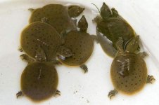 eastern spiny softshell.jpg