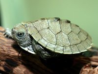 false map turtle 2.jpg