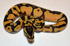 Pastel Enchi Asphalt Male.jpg