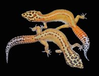 Redstripes Het Raptor.jpg